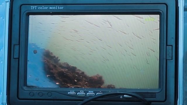 Подводная видеокамера. Корюшка и навага. Владивосток смотреть онлайн