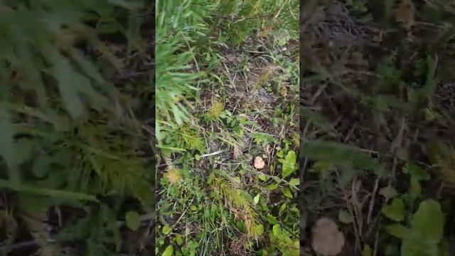 Как растут рыжики смотреть онлайн