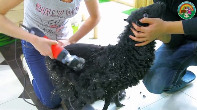 Как стригли нашу овечку Анечку смотреть онлайн