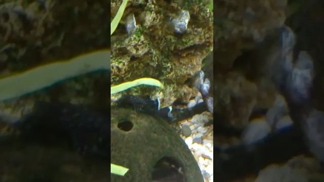 Дележка территории между сомиками L181 звездчатые.mp4 смотреть онлайн