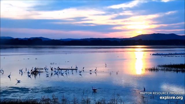Камера пролетного пути реки Миссисипи. Mississippi River Flyway Cam. смотреть онлайн