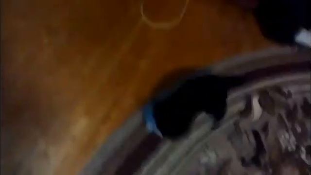 Воспитание щенка лабрадора (игра с щенком) смотреть онлайн