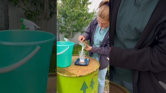 Как бороться с мучнистой росой на смородине смотреть онлайн