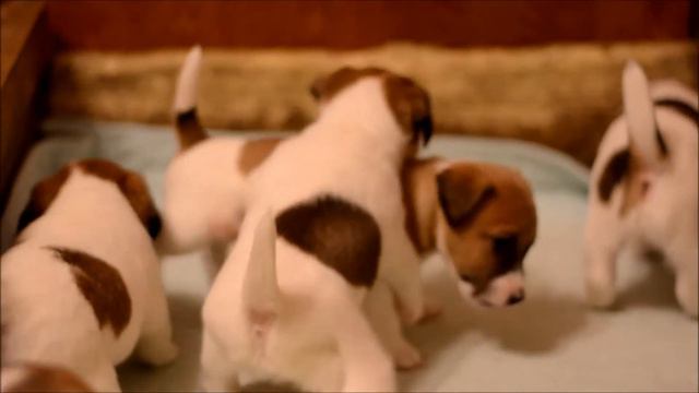 Щенки Аси смотреть онлайн
