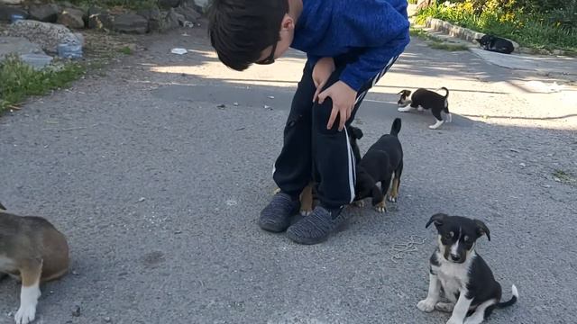 Зубастый щенок, друг Саши, море, носки, выяснение отношений смотреть онлайн