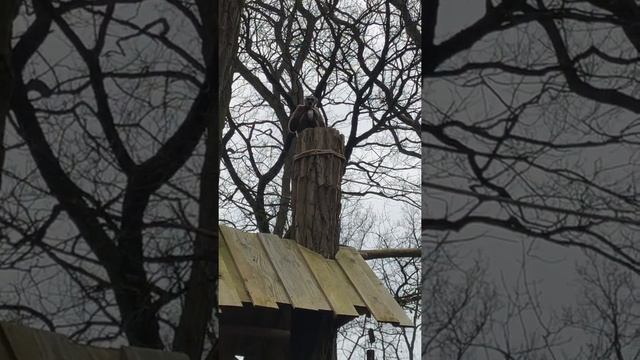 Необычный крик или как кричит гиббон! Слабонервным не смотреть! смотреть онлайн