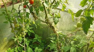 СУПЕР томат ЗОЛОТОЕ СЕРДЦЕ,низкорослый, Обзор томатов на 30 августа 21г, что посажу снова