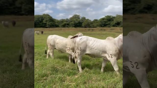 бык мясной породы (Брахман) смотреть онлайн