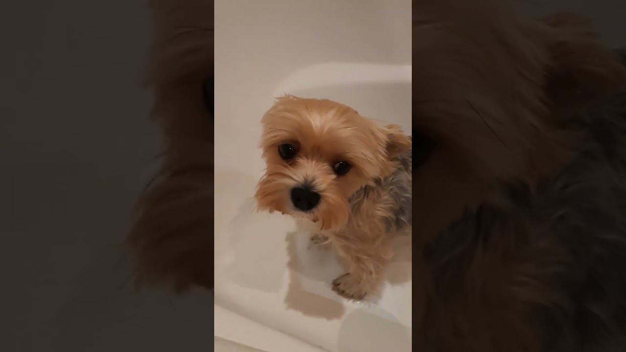 Бонечка пришла с улицы.. смотреть онлайн