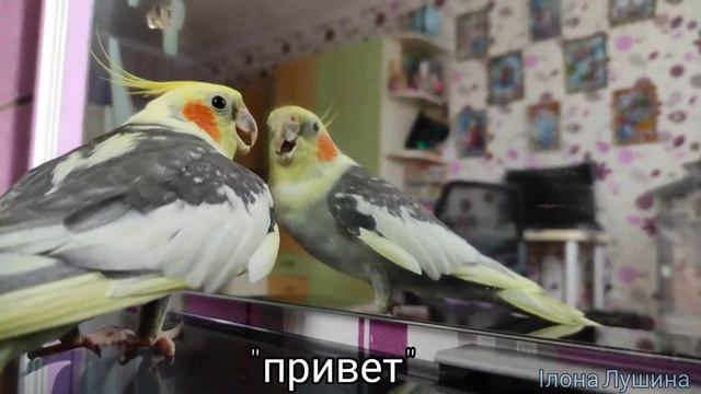 Попугай корелла говорит / Говорящий попугай Гучи