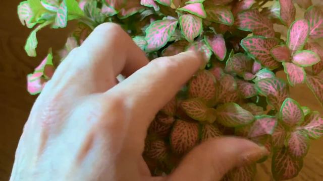 Plant Maintenance - Watering - Bugs - Pruning 🌿🕷 смотреть онлайн