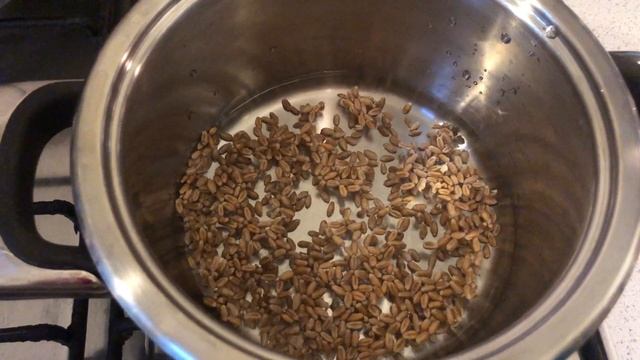 Как сделать питательную среду для выращивания мицелия грибов. смотреть онлайн