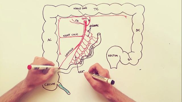 Anatomy tutorial - The Mesenteric Arteries смотреть онлайн