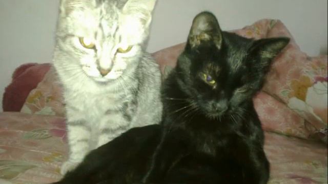 Фото моего кота. Слайд шоу смотреть онлайн