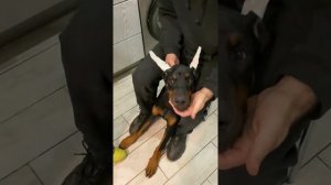 Постановка ушей доберману