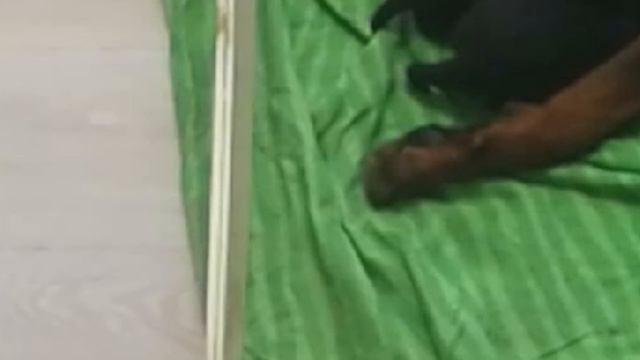 Что делает Ротвейлер (с щенками) в отсутствии хозяина. #2 смотреть онлайн