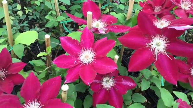 'Rebecca' Clematis