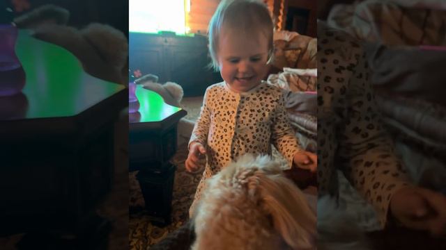 #готовка maltipoo #мальтипу #animals #babygirl смотреть онлайн