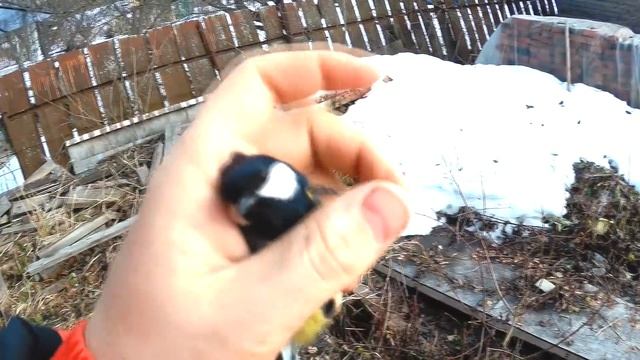 ЛОВЛЯ ЩЕГЛА ,СИНИЦЫ, СНЕГИРЯ,ЧЕЧЁТКИ И ДРУГИЕ ПТИЦЫ смотреть онлайн