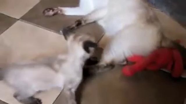 Сиамский котёнок по имени Печенька смотреть онлайн