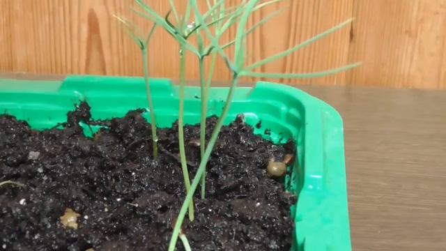 /Выращивание японской сосны/часть2 смотреть онлайн