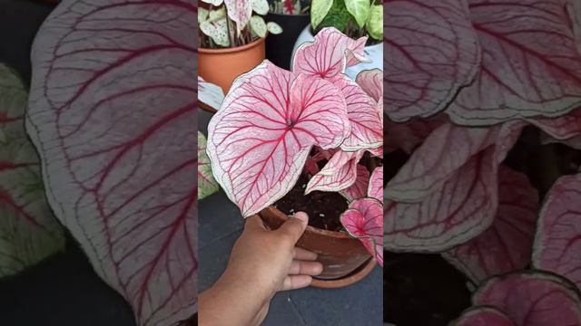 Caladium Sizzle