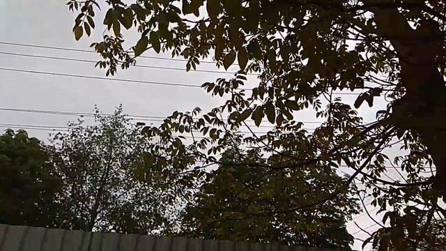 Дупло ( гнездо) скворцов смотреть онлайн