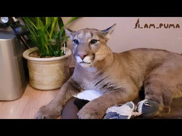 Что случилось с Месси? What Happened To Messi?