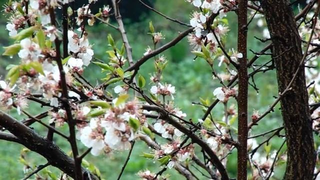 Наедине с природой, красота родного края смотреть онлайн