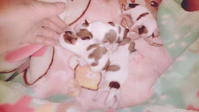 Щенки ши-тцу 4 дня❤️(Shih Tzu puppies 4 day) #самыемилыещенки #щенокшитцу #Shihtzu #Shihtzuwelpen смотреть онлайн