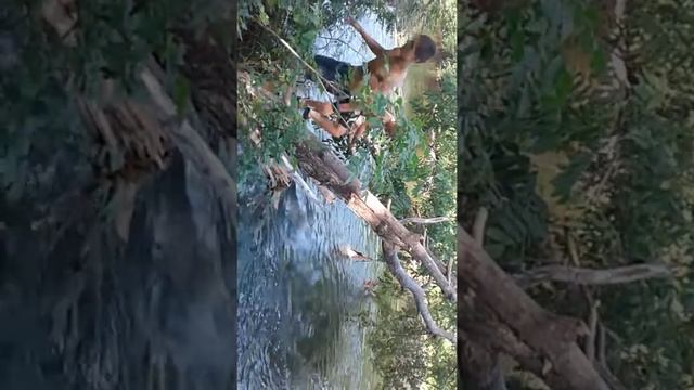 Переднее и заднее сальто в воду с тарзанки смотреть онлайн