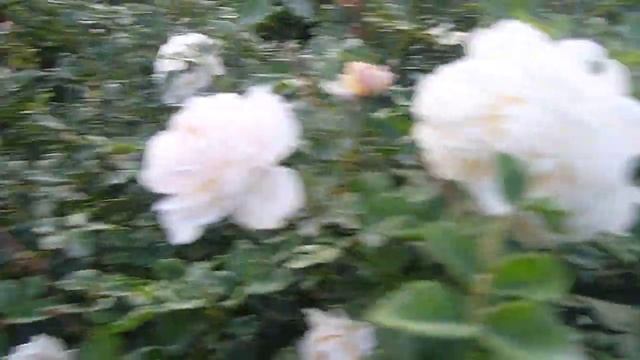 Сад из роз. г. Балаково. Размер розовых кустов. смотреть онлайн