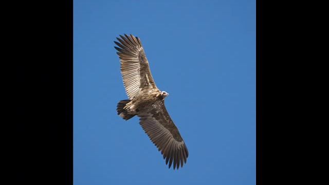 Животные Казахстана.wmv смотреть онлайн