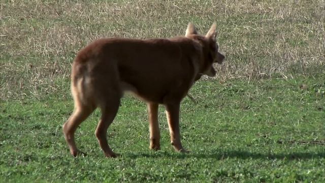 Australian Kelpie Pet Profile | Bondi Vet смотреть онлайн