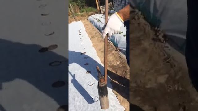 Мой метод посадки клубники на агроволокно смотреть онлайн