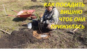 КАК ПОСАДИТЬ ВИШНЮ ЧТОБ ОНА ПРИЖИЛАСЬ, СОВЕТЫ ХИТРОГО ДАЧНИКА. САЖАЕМ САЖЕНЕЦ ВИШНИ