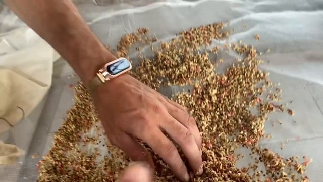 Теплица как очистить семена помидоры от кожицы 12 часть (Глухие) смотреть онлайн