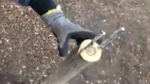 Прививка грецкого ореха черенком