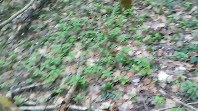 Жёлтая ветреница заполонила лес, а синяя перелесок. смотреть онлайн