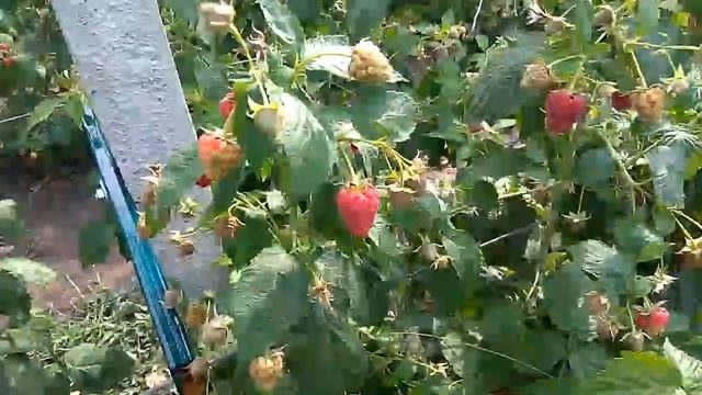 Малина сорту Джуан-Джей 2022 рік смотреть онлайн