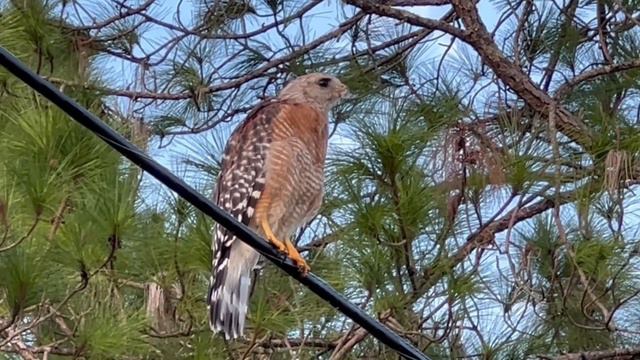 Красноплечий ястреб! Полюбуйтесь какой красавец! В мире животных! смотреть онлайн
