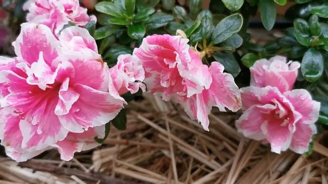 Inga azalea indica 皋月杜鵑 смотреть онлайн