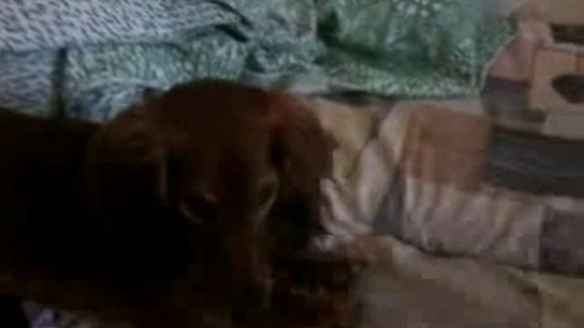 норковая собака делает норку смотреть онлайн