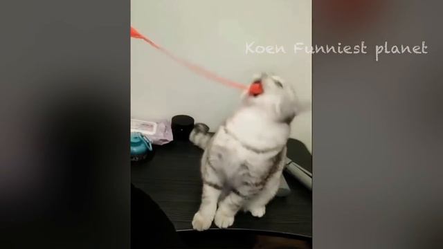 Funny Dogs And Cats Videos 2023 😅 - Best Funniest Animal Videos Of The Month 🥰👌 #1 смотреть онлайн