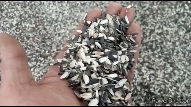 Шелуха семечек на Кубани! смотреть онлайн