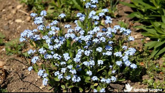Rig Veda Book 9 HYMN CXIV. Soma Pavamana смотреть онлайн