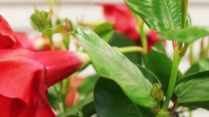 Почему не цветет Дипладения в домашних условиях?