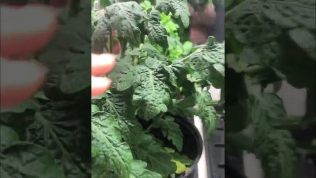 Томат - Балконное чудо ? жду урожая смотреть онлайн