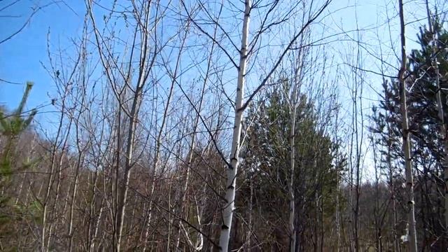 Выбор и подготовка места для отлова певчих птиц. смотреть онлайн