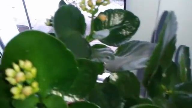 Комнатный каланхоэ цветение.Как добиться цветения у каланхоэ? смотреть онлайн